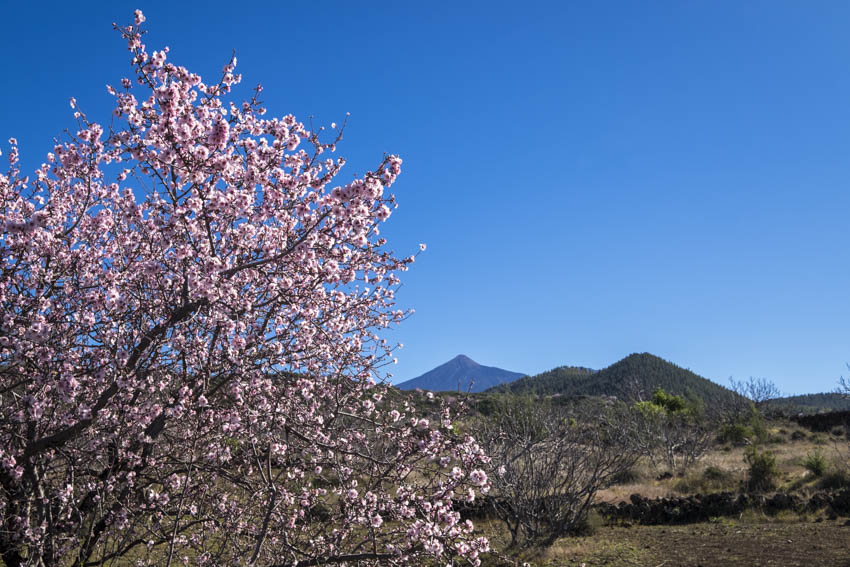 Almond blossom up to six weeks early on Tenerife.