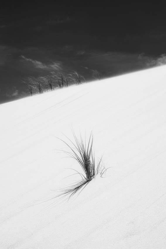 90 mile beach and grass on dunes in Northland, New Zealand